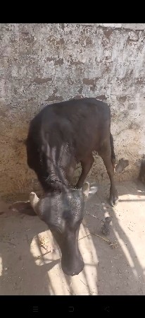 ખડી અને 2વષૅ પાડી