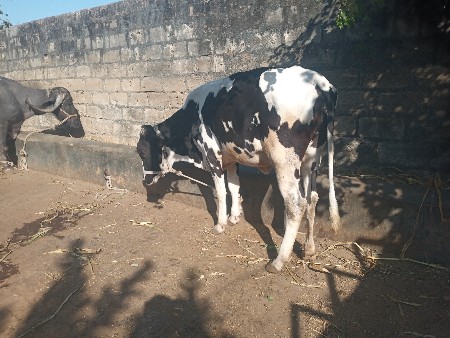 થંબનેલ 3