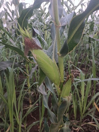 અમેરિકન મકાઈ