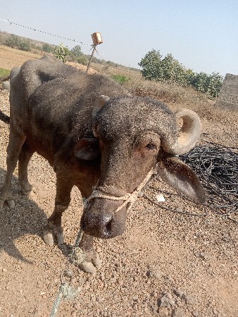 ખડેલી વેચવી