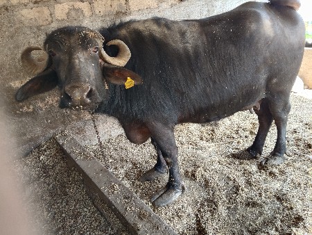 थंबनेल 3