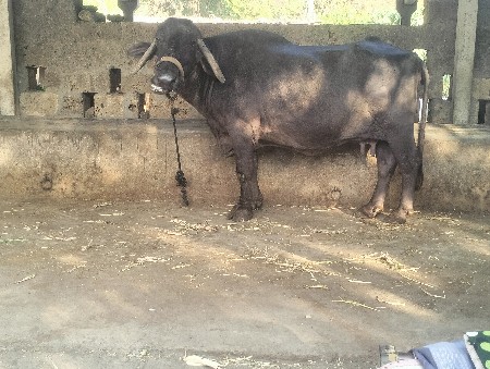 ભેંસ વેચવાની છે