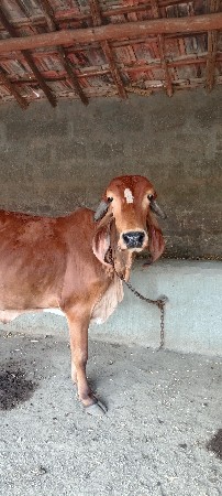 थंबनेल 2