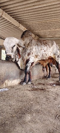 વેસવાની