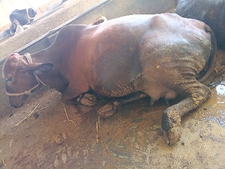 ગાય વેસવાનીછે