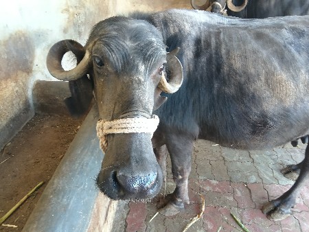 ભેંસ વેચવાની છે