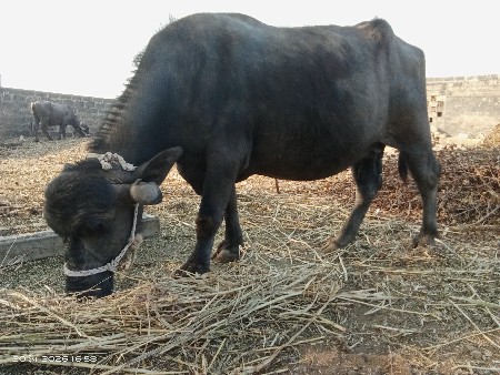 थंबनेल 3