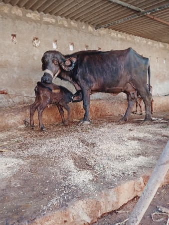 થંબનેલ 3