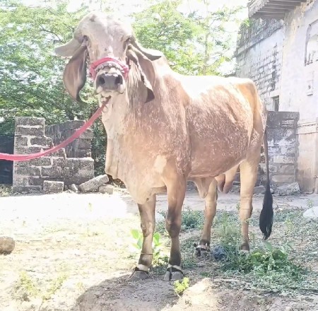 थंबनेल 2