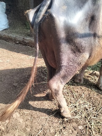 થંબનેલ 3