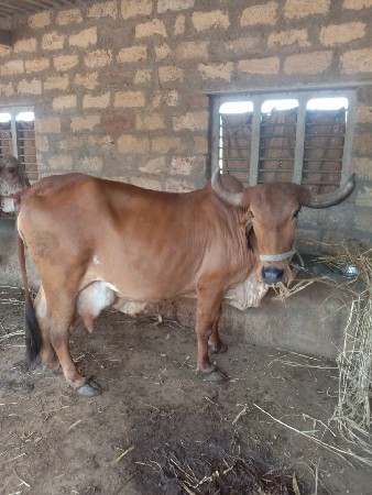 ગાય વેચવાની છે