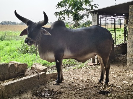 थंबनेल 2