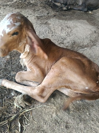 થંબનેલ 2