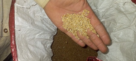 ઘઉં વેચવાના સે