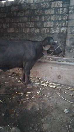 પાડો વેચવાનો છે