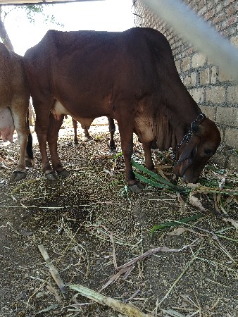 થંબનેલ 3