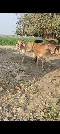 थंबनेल 3