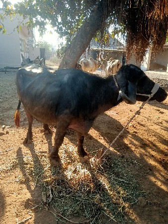 ભેસ વેસવાની છે