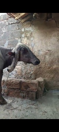 ભેંસ વેચવાની