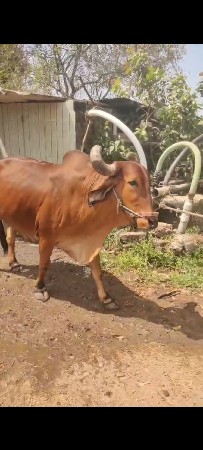 थंबनेल 3