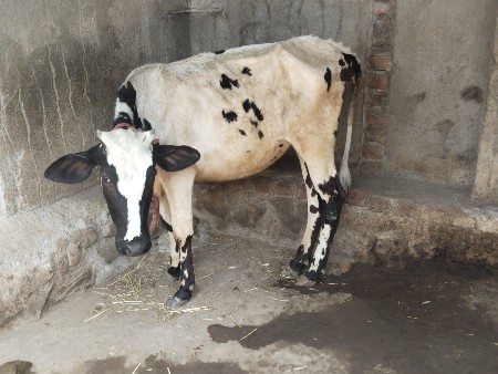 થંબનેલ 2