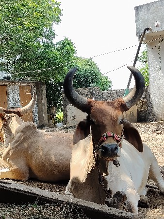 થંબનેલ 3