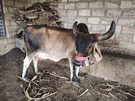 થંબનેલ 3