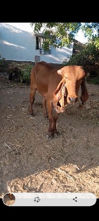 વાછડી વેચવાની છે
