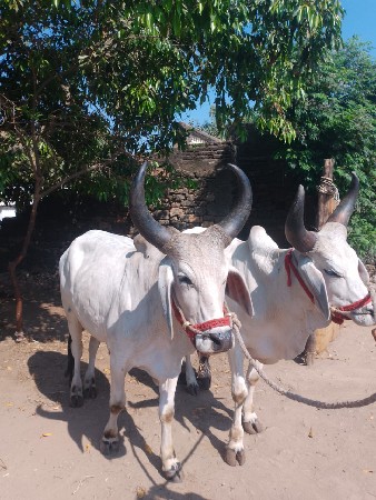 थंबनेल 3