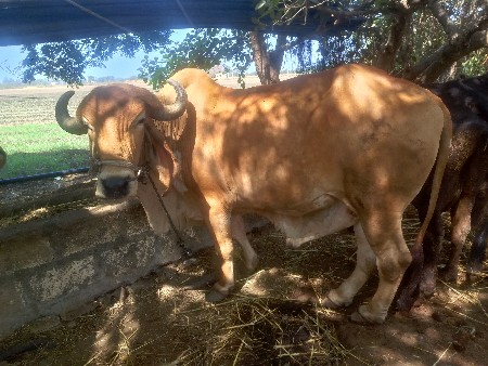 थंबनेल 2