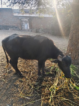 થંબનેલ 2