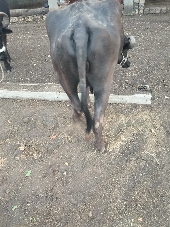 થંબનેલ 2