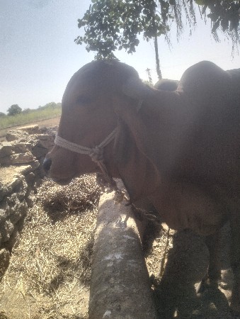 વાંસળી વેચવાની