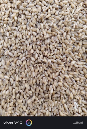 🌾 513 નંબર ઘઉંનું બિયારણ વેચવાનું