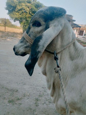 थंबनेल 2