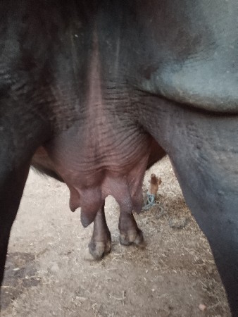 પેલું વેતર