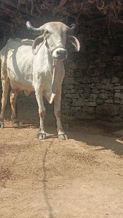 થંબનેલ 2