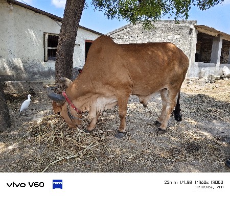 બેય જોડી છે