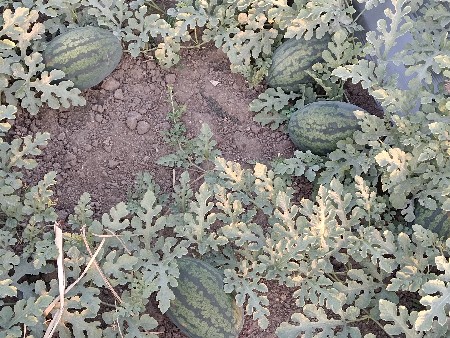 રેહાન તરબૂચ ત્યાર છે..