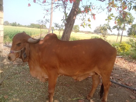 થંબનેલ 3