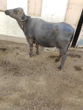 થંબનેલ 2