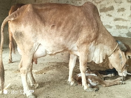 કપિલા ગાય વેચવાની છે