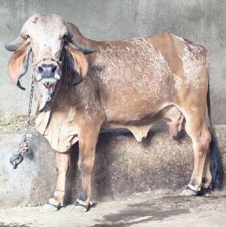 थंबनेल 4