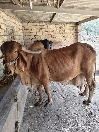 થંબનેલ 2