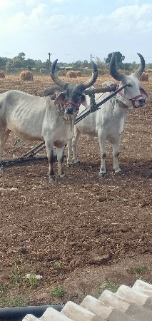 બળદ વેચવાના છે