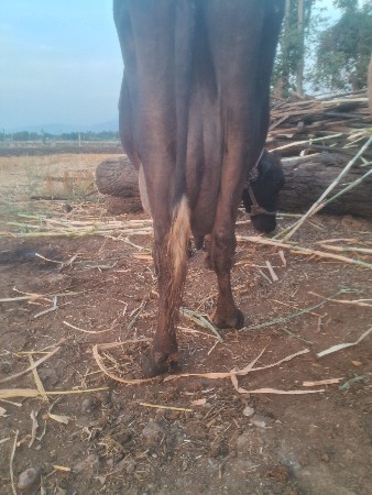 થંબનેલ 4