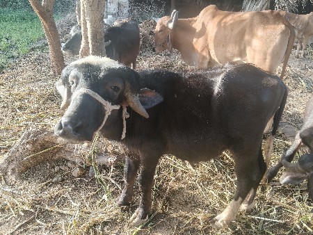 थंबनेल 2