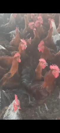 દેશી મુરધા લેવા માટે કોલ કરો