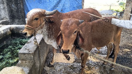 2 વાછડી વેચવાની છે.