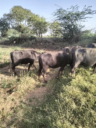 15 ખડેલી ગાભણ